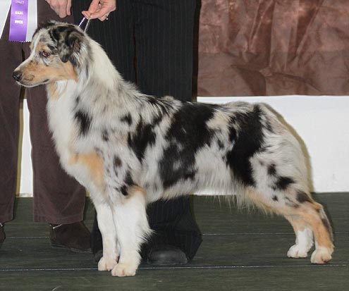 Karrie - AKC Reserve Winner's Bitch