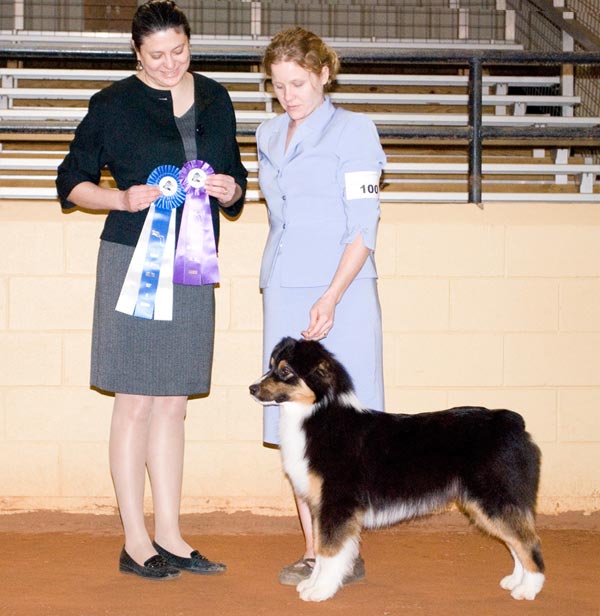 Cam - ASCA Winner's Dog and Best of Winners - FL Pan-Handlers ASC, INC.