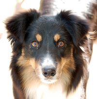 Fieldstone's Fame And Fortune CGC earns Rally Novice
