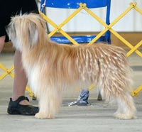 Regi at AKC National's