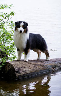 akc australian shepherd puppies