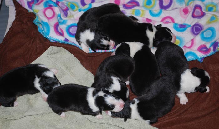 Vesper Aussies - Puppies - Parr and Cooper Litter